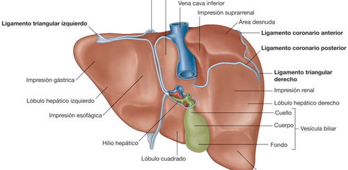 Anatomía de la cara viceral del hígado