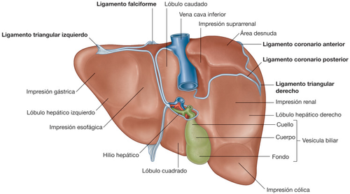 Anatomía de la cara viceral del hígado