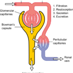 ¿Cuál es la tasa de filtración glomerular normal?