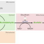 Metabolismo del alcohol