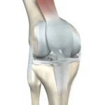 ¿Cuál es la función de la cápsula y ligamentos articulares?