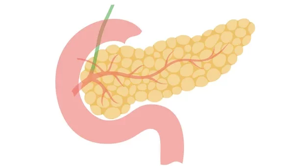 ¿Por qué el páncreas es una glándula mixta?