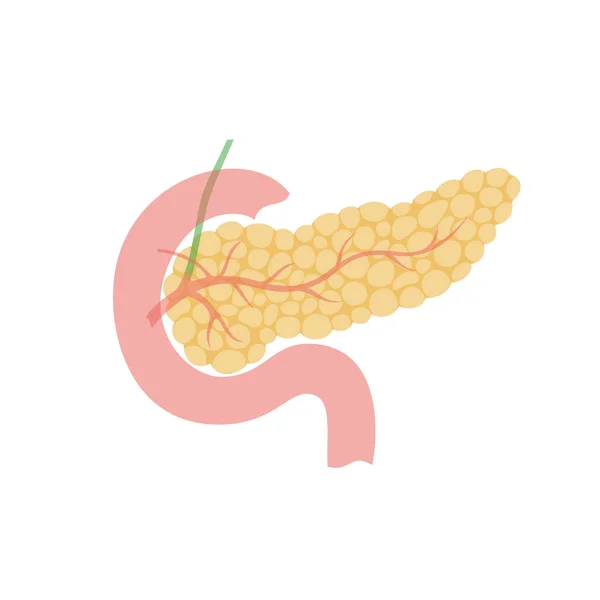 ¿Por qué el páncreas es una glándula mixta?
