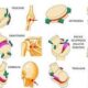 Tipos de superficies articulares