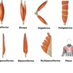 Disposición de las fibras musculares con respecto a sus tendones