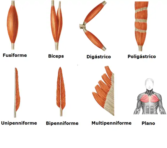 Disposición de las fibras musculares con respecto a sus tendones
