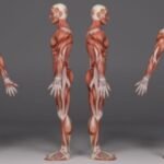 Clasificación de los músculos por su forma
