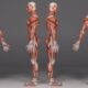 Clasificación de los músculos por su forma