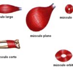 Clasificación de los músculos por su forma