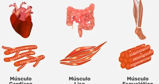 Tipos de músculo