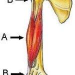 Inserciones musculares de origen y terminales