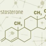 Función de la testosterona