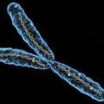 ¿Qué determina el sexo genético?