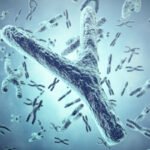 Genes involucrados en la determinación del sexo genético