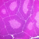 Histología del timo