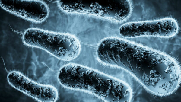 Las bacterias, organismos maravillosos y terribles