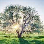 ¿Qué es la biomasa?