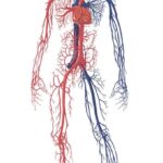 Mecanismos básicos de patología vascular
