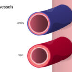 Diferencia de grosor entre arterias y venas