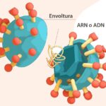 Los ácidos nucleicos virales dirigen la maquinaria enzimática