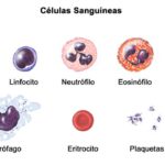 Células sanguíneas
