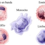 Principales tipos de leucocitos