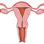 Características del cuerpo uterino