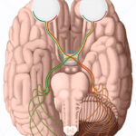 Anatomía del quiasma óptico