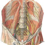 Anatomía del plexo lumbar