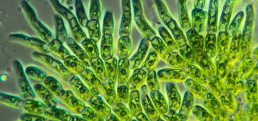 Importancia de la clorofila en las algas