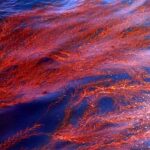 ¿Qué es la marea roja?