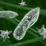 ¿Qué son los protozoarios?
