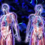 ¿Qué estudia la fisiología humana?