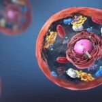 Unidad fundamental de la vida