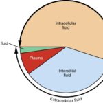 Principales compartimentos líquidos del organismo