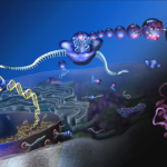 Contenido del líquido intracelular
