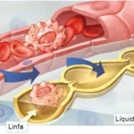 Circulación del líquido extracelular