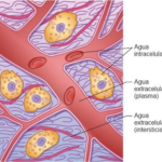 Intercambio de líquido extracelular entre sangre y tejidos