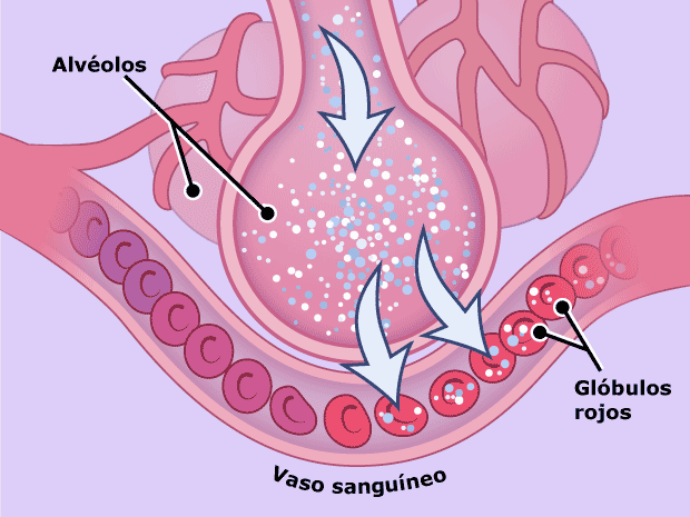 Captación de oxígeno por la sangre