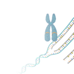 Técnicas de hibridación