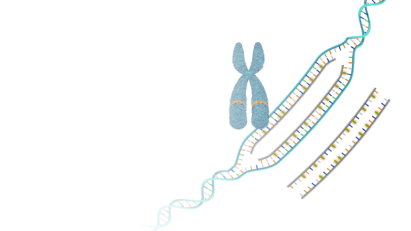 Técnicas de hibridación