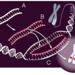 ¿Qué significa hibridación?
