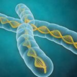 Cromosomas de las células eucariotas