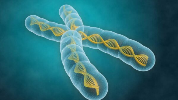 Cromosomas de las células eucariotas