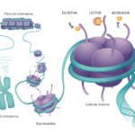 Relación del ADN con las histonas