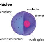 Función del nucleolo