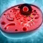 Citoplasma de células eucariotas