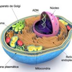 Retículo endoplásmico de las células eucariotas