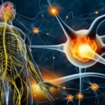 Neuronas de los nervios periféricos