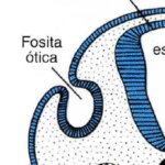 ¿Qué es la vesícula ótica u otocisto?